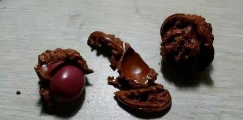 塑料做的文玩是真的吗,文玩白塑料如何辨别真假