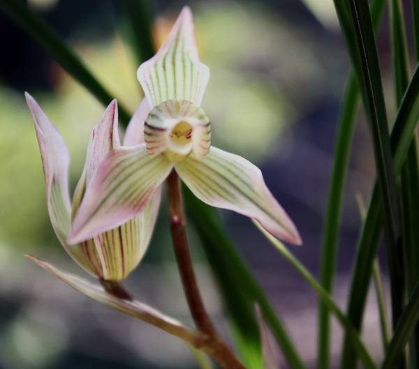 精品玉兰的品种及图片,国兰花朵不艳丽但香气清雅
