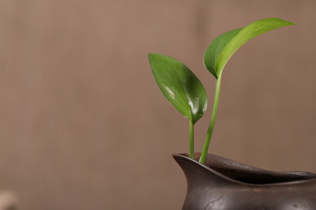 室内小盆栽植物绿萝,植物绿萝有什么寓意