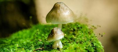 GETOUT！没完没了的霉菌