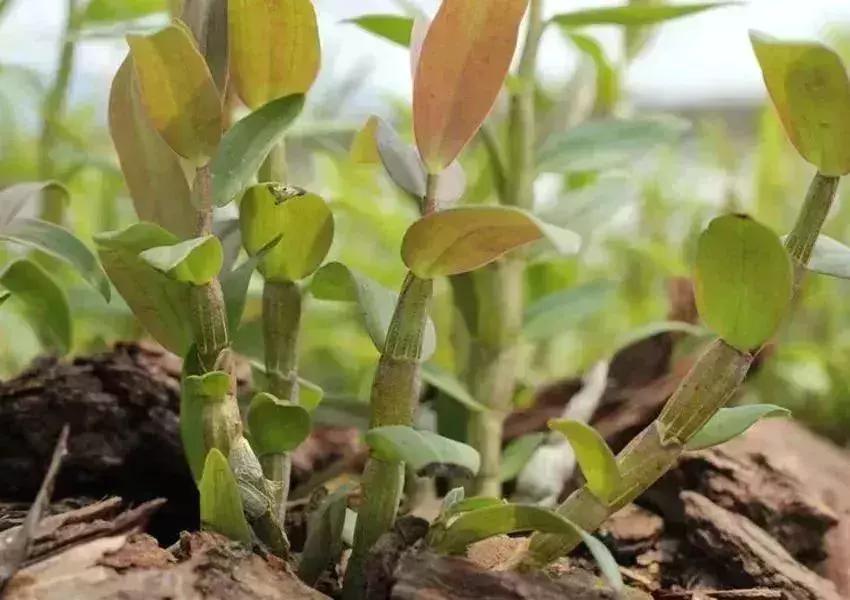 常吃可以养胃抗衰老,养胃润肺中药泡茶方子