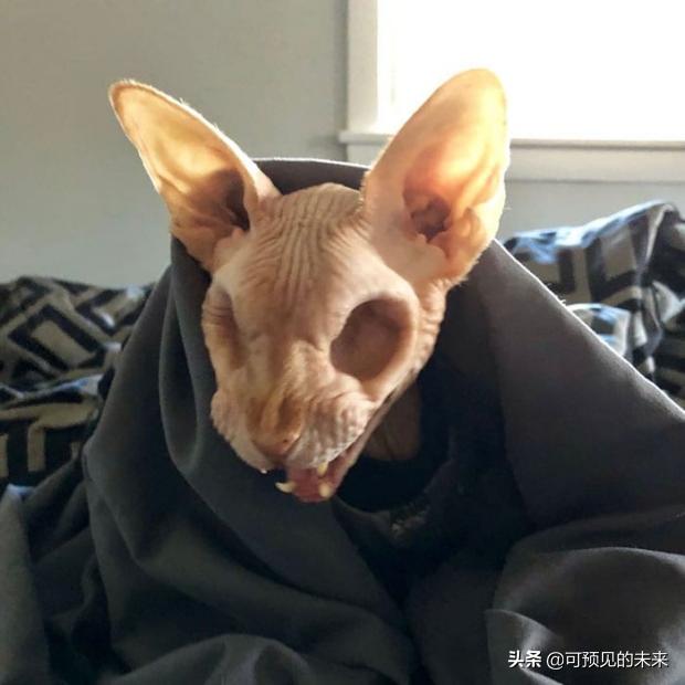 大自然的奇妙之处写话,大自然的奇妙之处作文350字