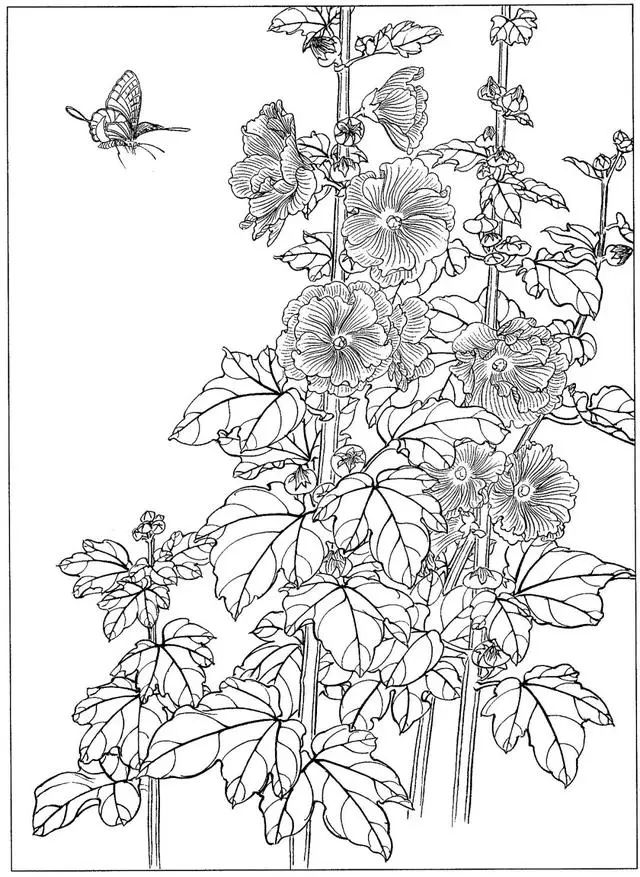 工笔花鸟白描步骤图,牡丹六尺横幅白描工笔花鸟底稿