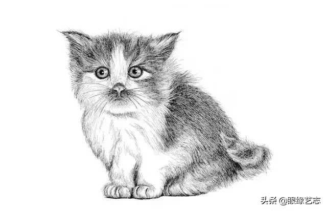 画小花猫简笔画彩色图片,画小花猫素描画