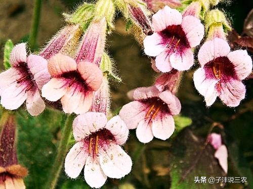 野生地黄跟种植地黄药效差别多大,种植的地黄有药效吗