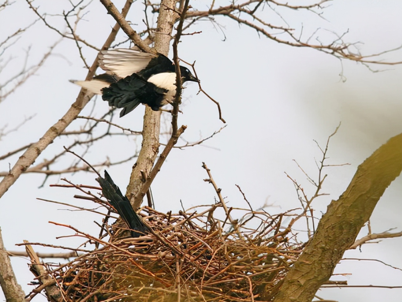 喜鹊窝搭得乱七八糟为何不怕风雪,喜鹊窝建造全过程