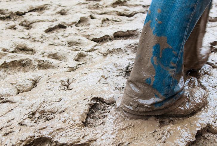 我家的江南风光，小小碗莲，自在清香淡雅，真的好看极了