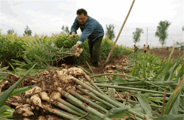 生姜最新栽培方法和技术要点,生姜栽培技术