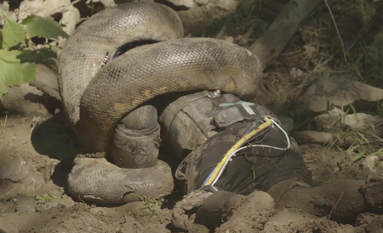 科学家试验被蛇吞,被蛇吞自救实验