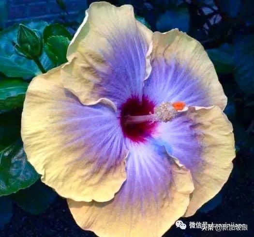 大红花和扶桑木槿有什么区别,木槿花和扶桑花哪个品种好