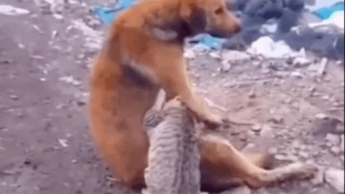 搞笑GIF:女朋友问我是什么，我说是洗衣粉，她怎么把我拉黑了？