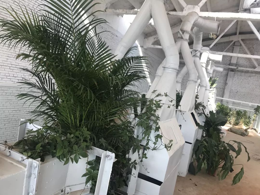 爆改废弃工厂，看三个姑娘如何施展植物魔法