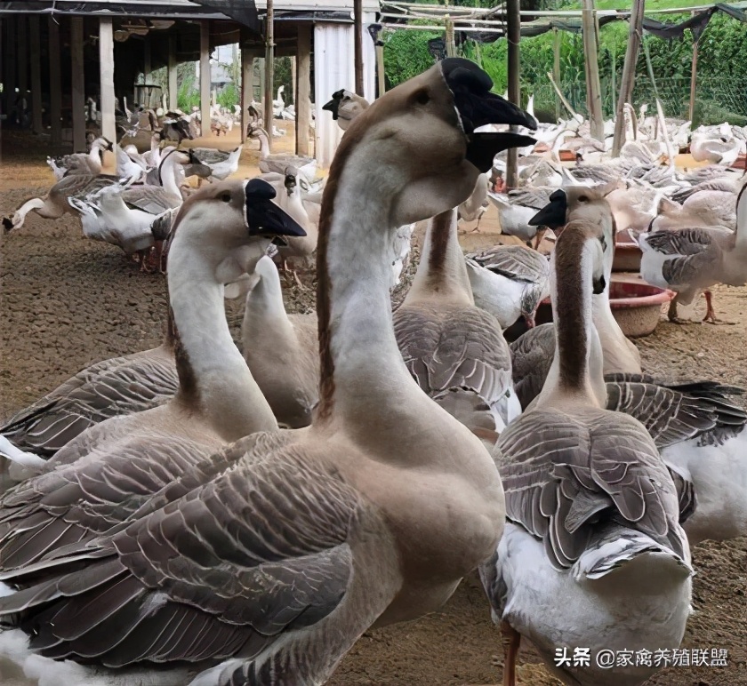 狮头鹅苗在一年之中几个月最便宜,狮头鹅苗多少钱一只能长多少斤
