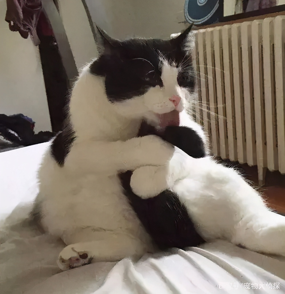 猫咪的臭臭正常是什么样子的,猫咪会对别的猫咪的气味敏感吗