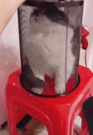 冬天给猫咪洗澡需要注意什么,鸽子冬天洗澡需要注意什么