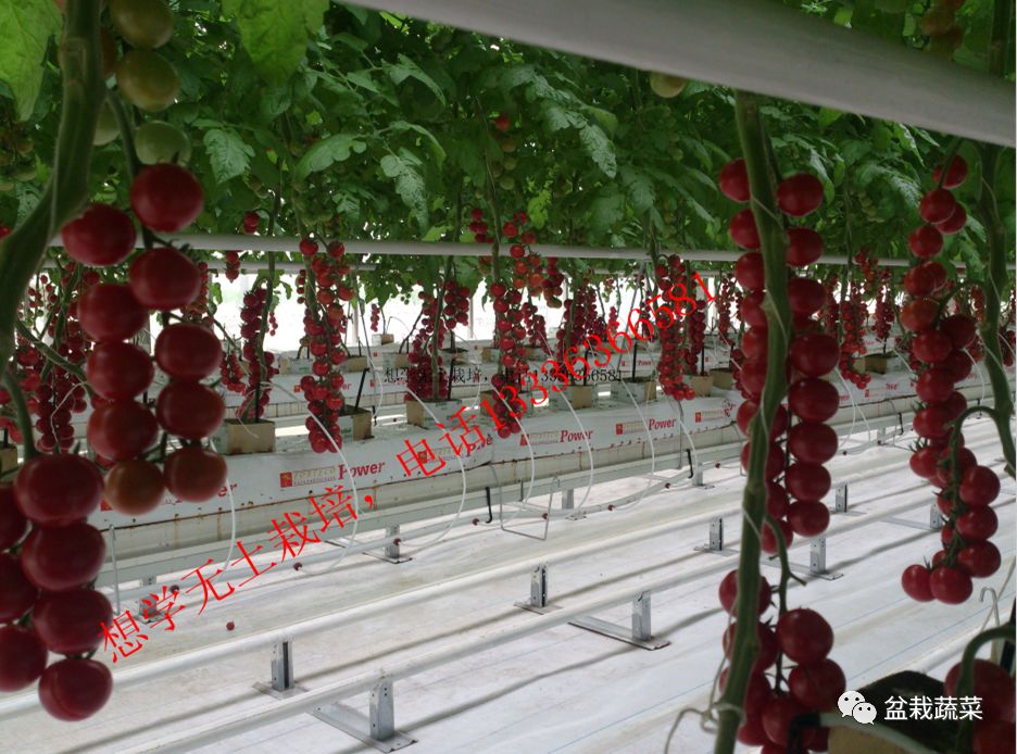 无土栽培和土壤种植技术研究所,农业无土栽培技术培训