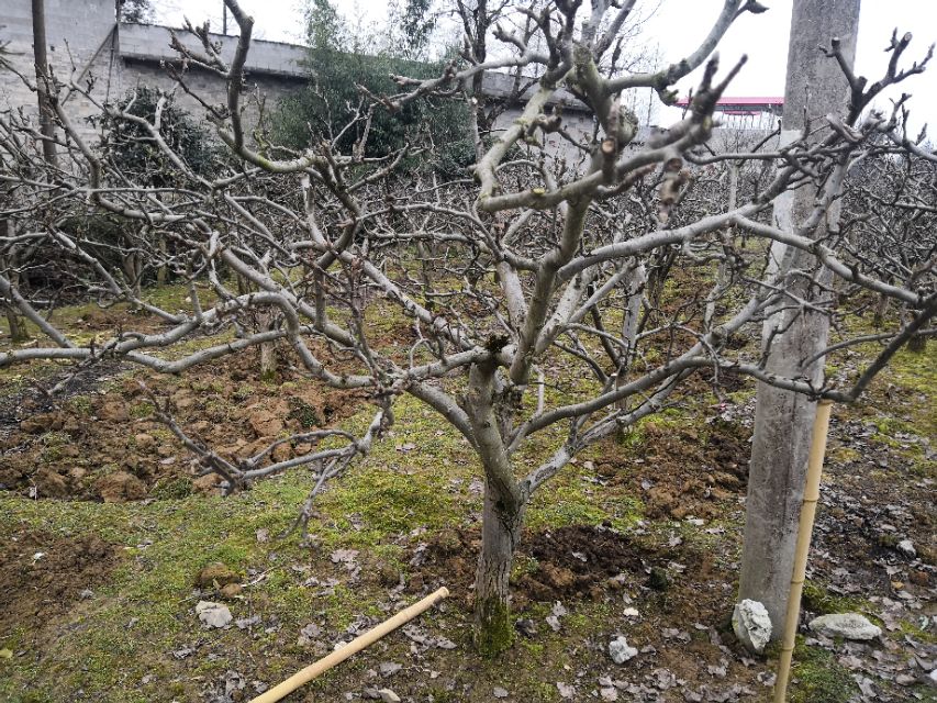 酷似酱油不是酱油，虽然古老但杀虫灭菌都不落后，替都替不了