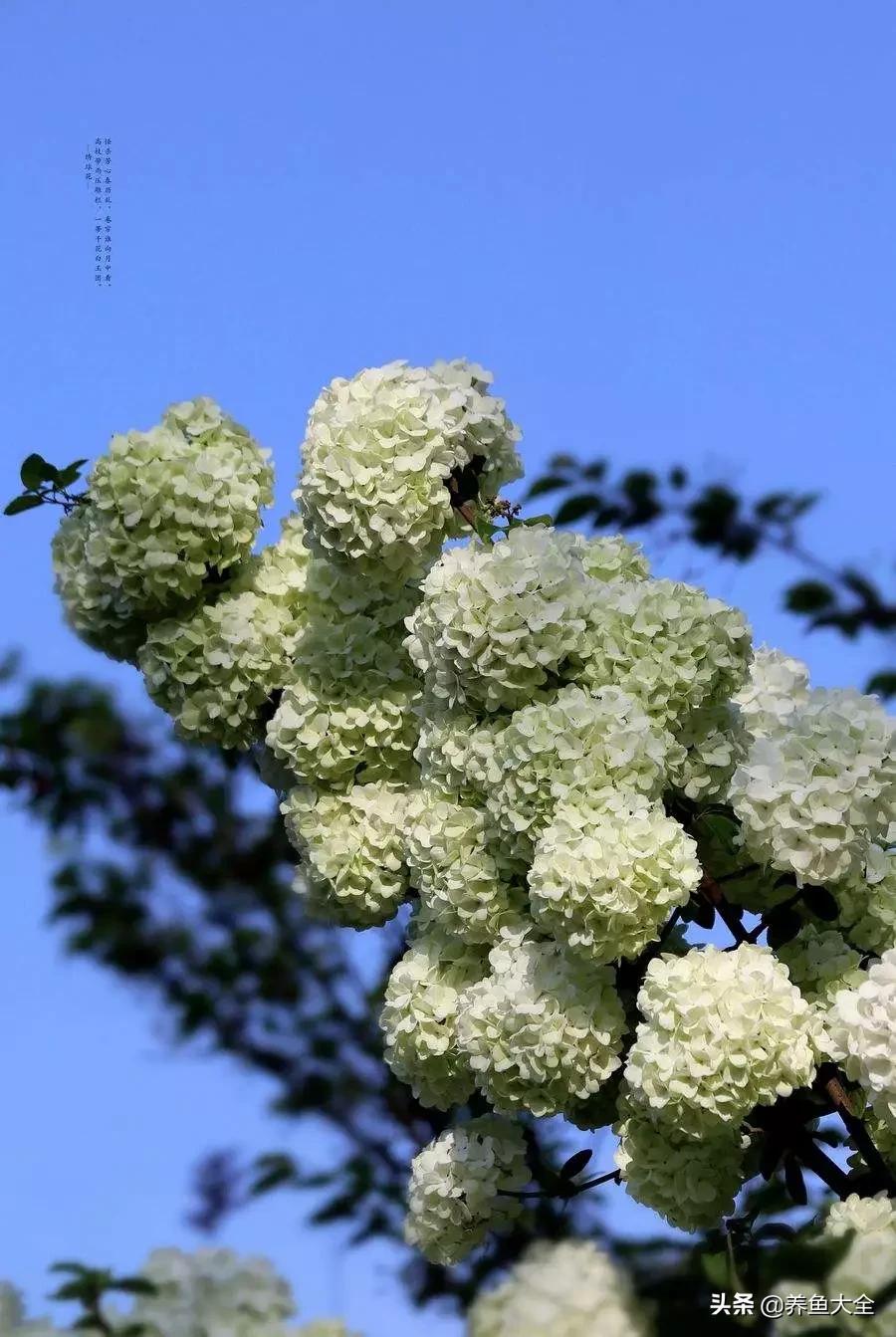 一至十二月的花期,12月到2月份的花期