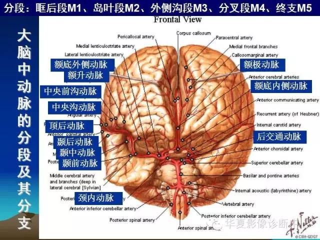 小脑血管解剖分段,脑血管影像解剖讲解