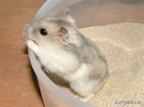 喵星人可爱的宠物,新手如何养喵星人和汪星人