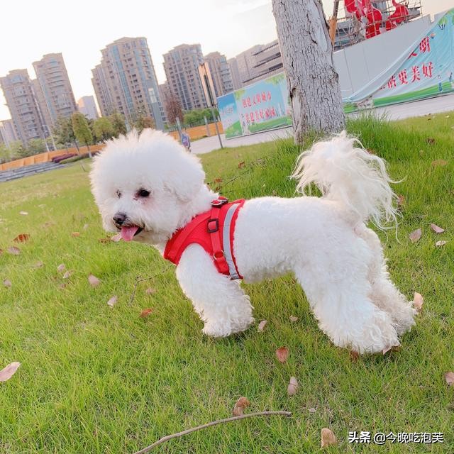 十大最爱流口水的狗排行,盘点那些你心目中的狗狗