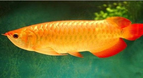 比较有灵性的中大型观赏鱼,威武霸气的观赏鱼有哪些品种