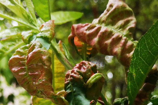 春雷喹啉铜可以治疗桃树缩叶病吗,辛菌胺醋酸盐对桃树缩叶病有效吗