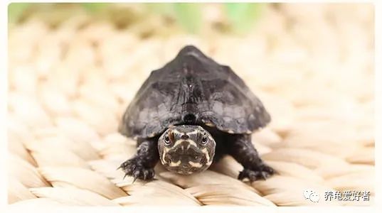 麝香龟有什么特征,麝香龟是一种宠物龟还是什么龟