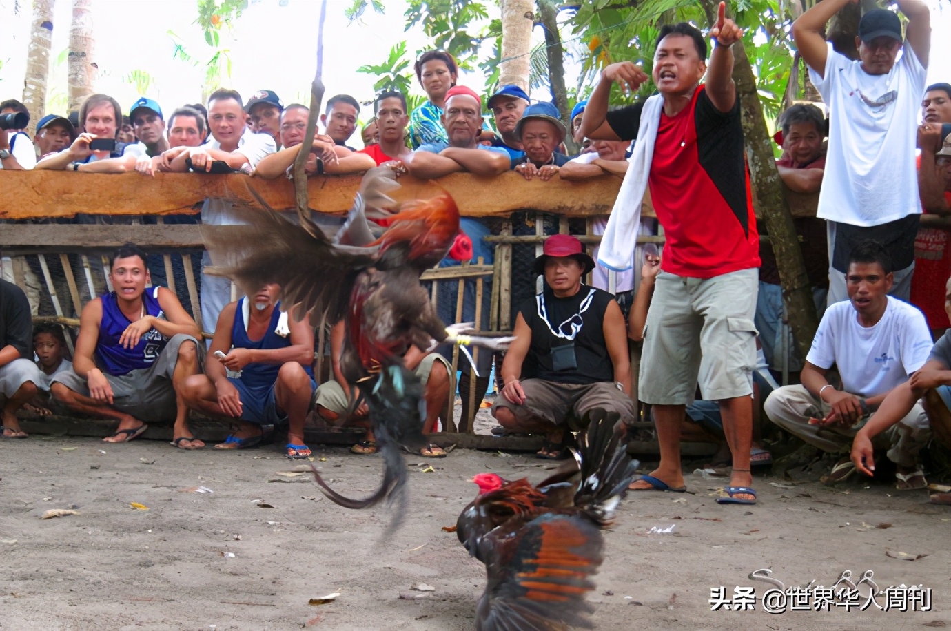 菲律宾斗鸡带刀杀死主人,一警察被公鸡刺死