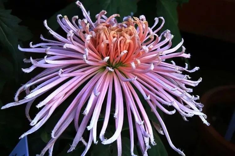 花中四君子菊花,花中四君子菊花的简介