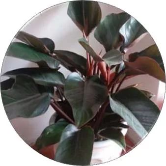 全部金木水火土五行五系植物介绍,五种植物代表五行