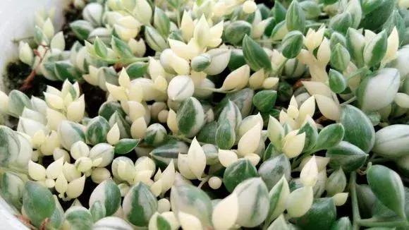 吊兰多肉养护技巧和方法,多肉吊兰哪个品种观赏性好