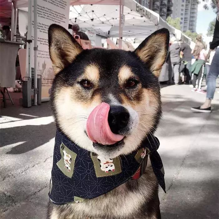 别动不动“累成狗”，汪星人表示不服！