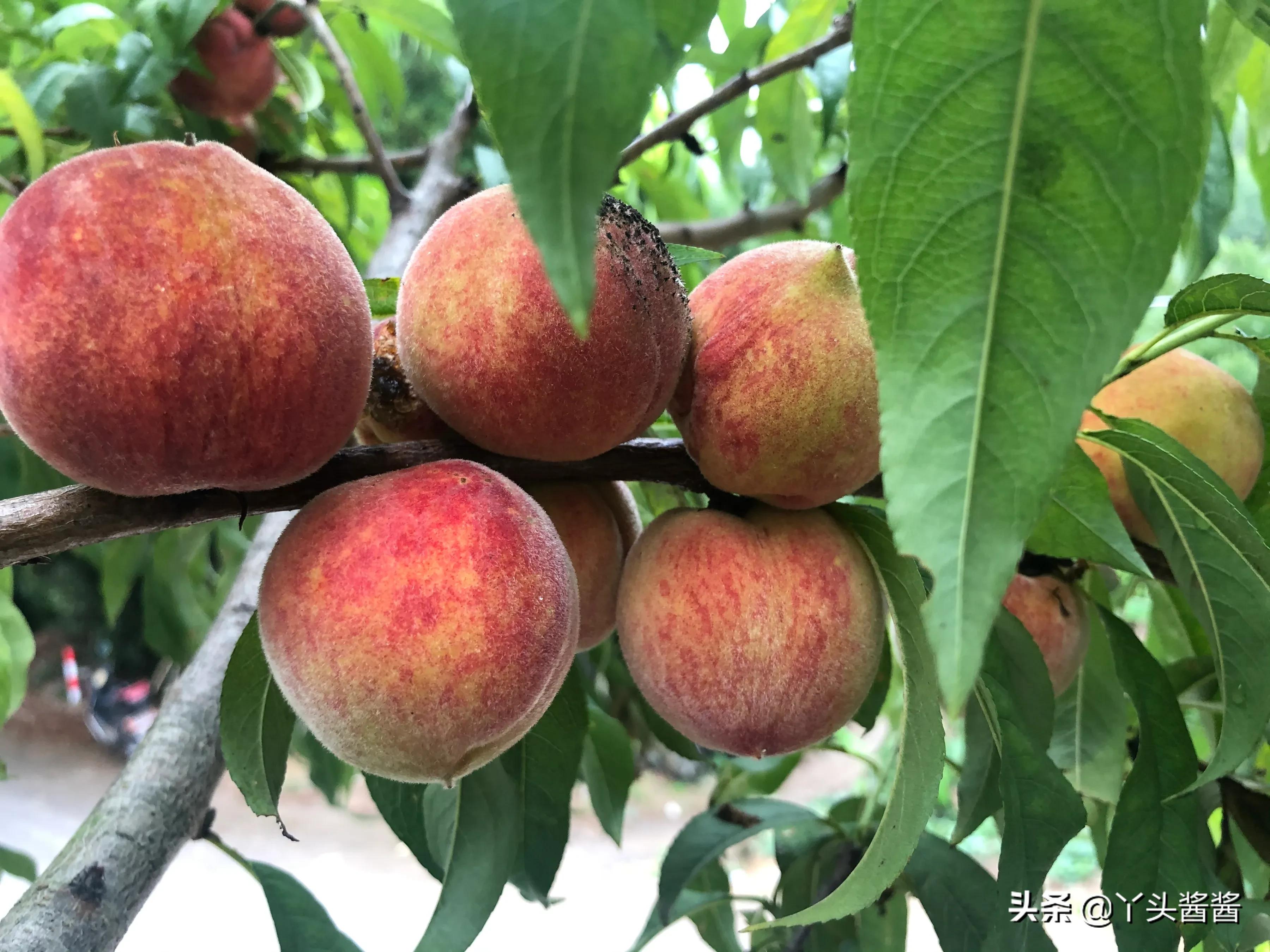 明天小满6种当季水果清凉又美味,小满节气吃什么水果蔬菜最好