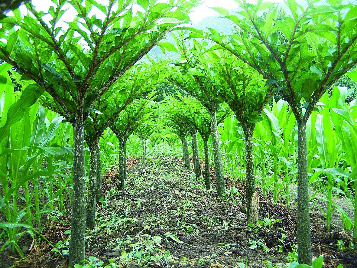 魔芋豆腐热量高吗减肥期间能吃吗,自己做的魔芋豆腐减肥可以吃吗