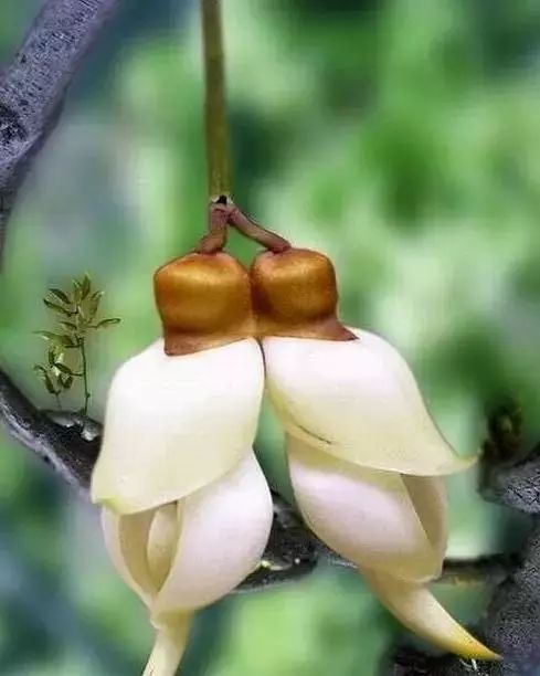 世界顶级奇花异卉,100种奇花异草图