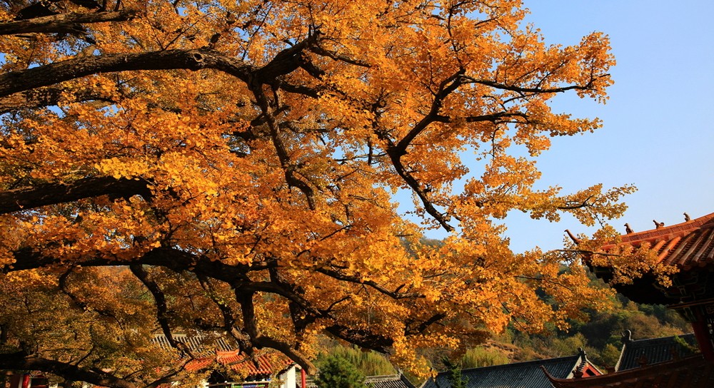 千年古刹鲁山文殊寺,鲁山文殊寺景区