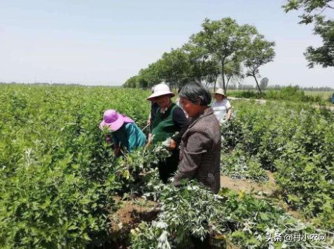 农村种植致富的20个项目排行榜,大学生返乡创业种植大棚蔬菜三年