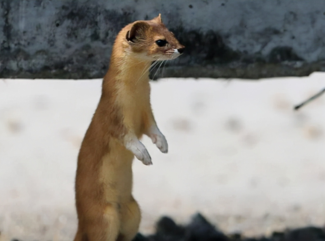 黄鼠狼讨封成精后怎么处理,黄鼠狼成精向人讨封怎么回答