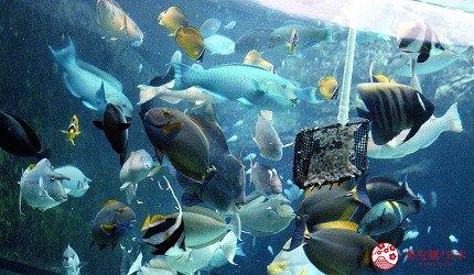 到日本大阪自由行五日,大阪到日本自由行旅游攻略