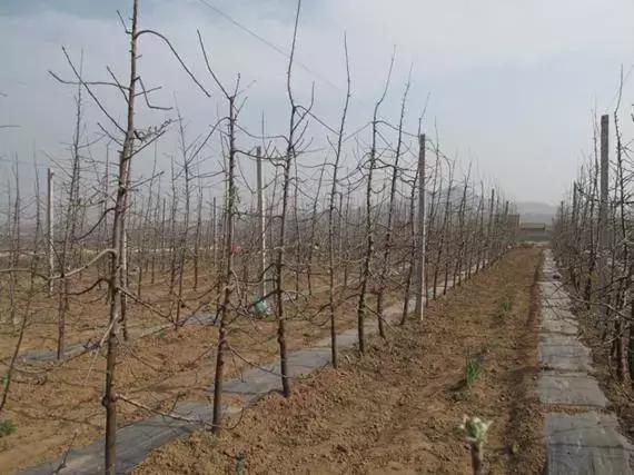 最省钱的果树修剪视频,果树修剪视频苹果树修剪技术