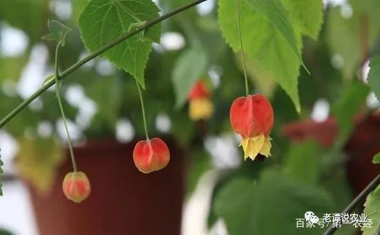 适合小院种的藤本花卉盆栽,什么藤本月季适合种在院子墙外面