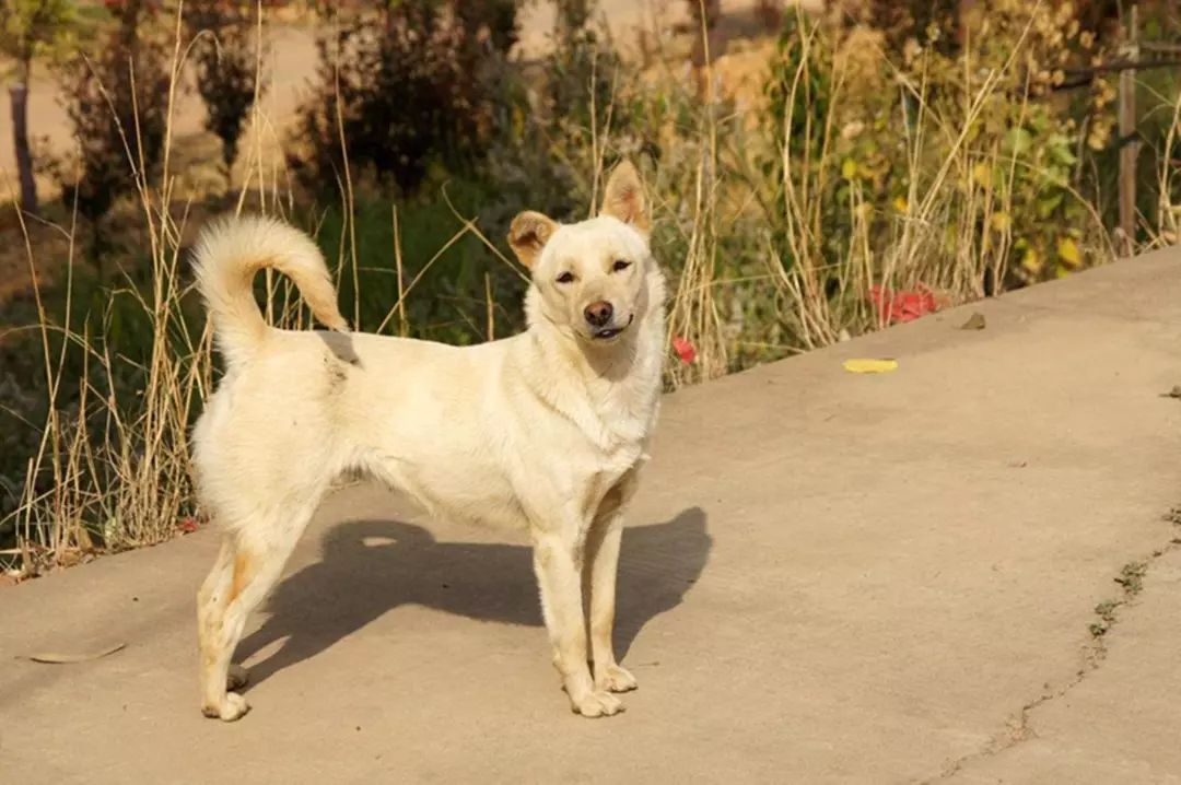 狗贩子收老狗怎么处理,九年高龄的老狗会被狗贩子卖到哪