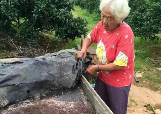 酵素肥料如何使用到果树上,环保酵素在柑橘果树上的使用方法