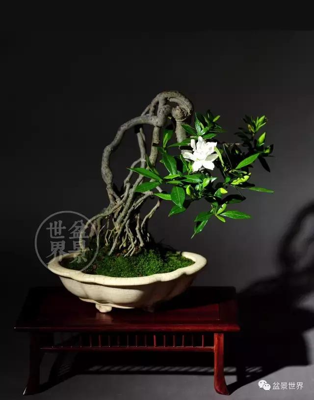 翠鸟根艺石头盆景艺术分享,奇形怪状极品根艺盆景图片