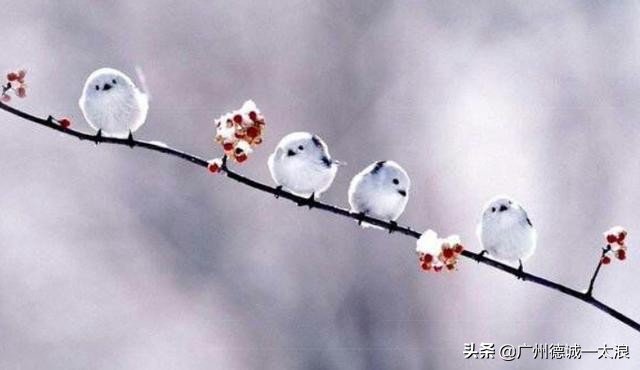 世界上十大很少见到的动物,世界上最受欢迎的动物排行榜