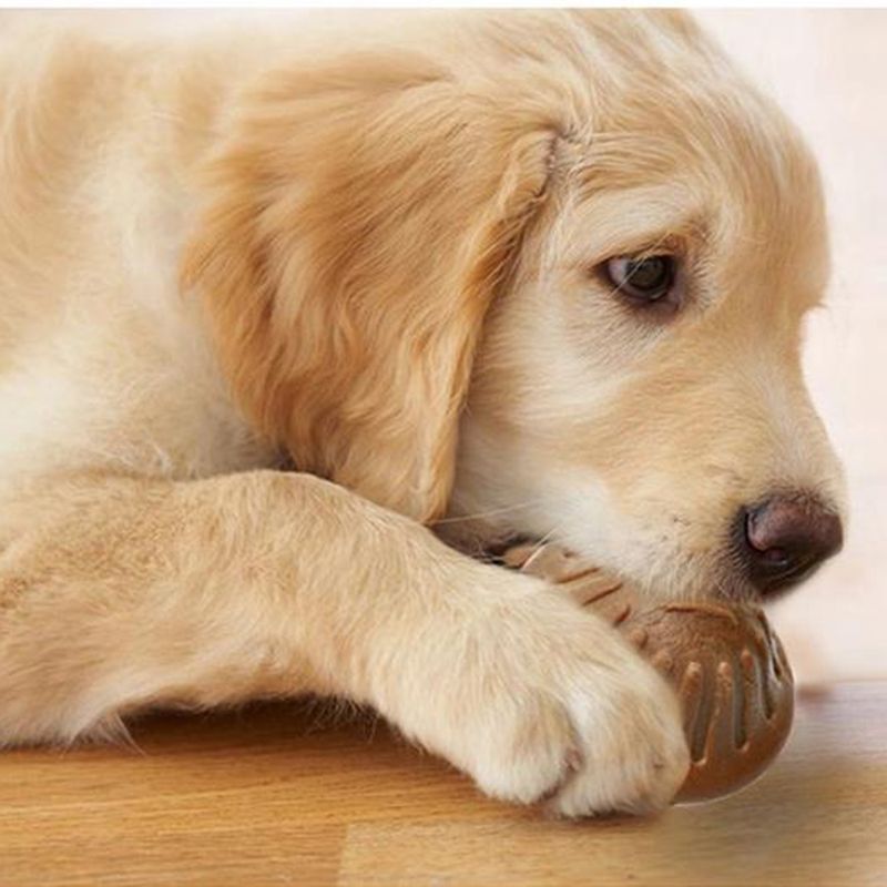 小金毛养多久才会温顺听话,养宠小知识金毛一天尿两次可以吗