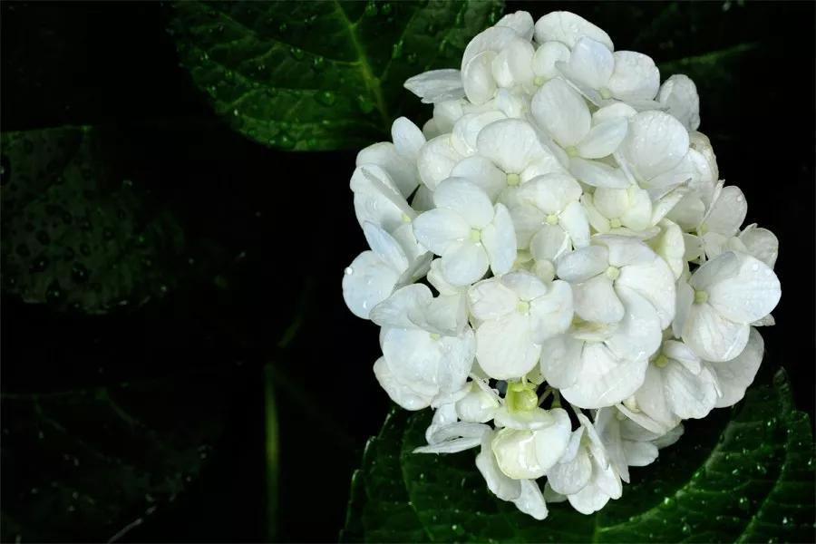 日本老奶奶碰瓷,酗酒飙车碰瓷爆红网络