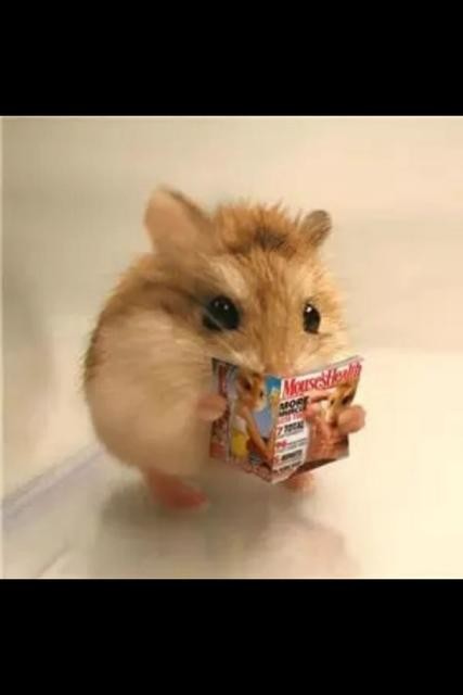 怎样清理仓鼠嘴巴里面的食物,为什么仓鼠嘴巴可以塞那么多东西