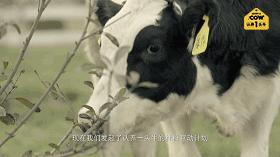 爆款限时秒杀认养一头牛,认养一头牛200ml一箱的价格